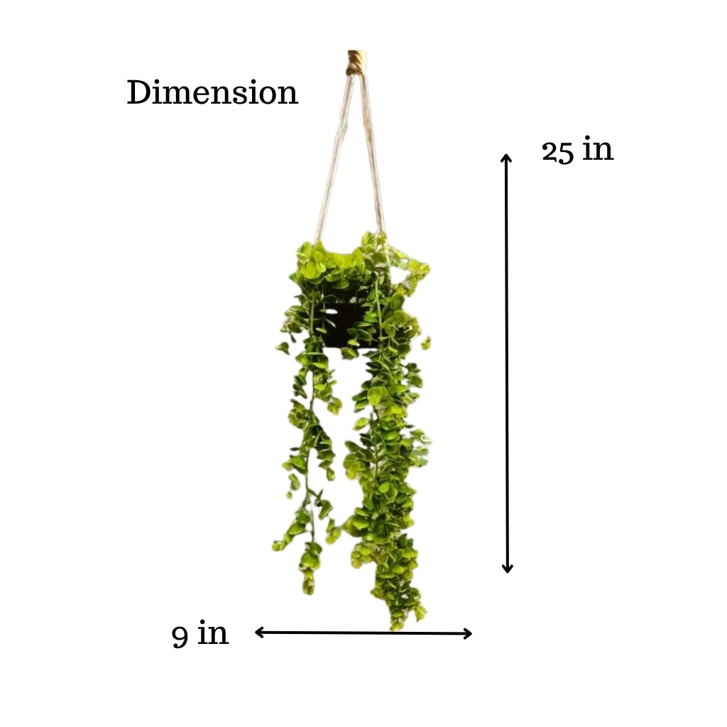 Akaar Décor's Outdoor Decor Range: Artificial Hanging Eucalyptus Plant (Green)