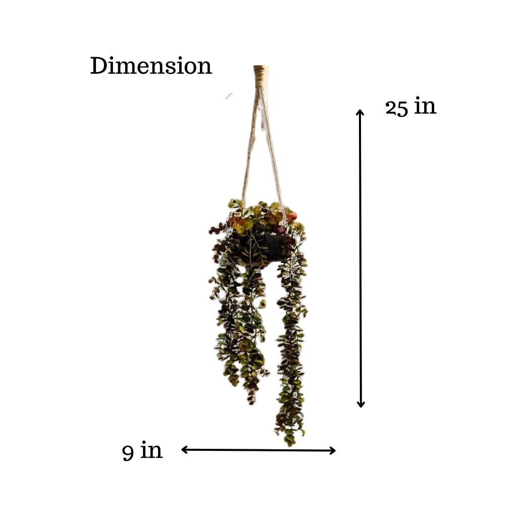 Akaar Décor's Outdoor Decor Range: Artificial Hanging Eucalyptus Plant (Brown)