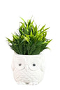 Akaar Artificial Green Fern Plant in Owl Pot as table showpiece